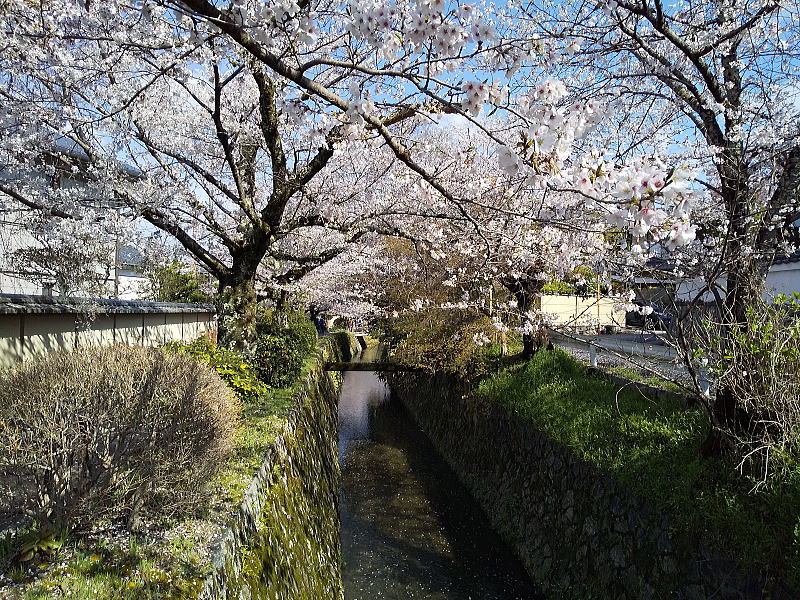 哲学の道 桜2026 / 京都観光旅行ガイド