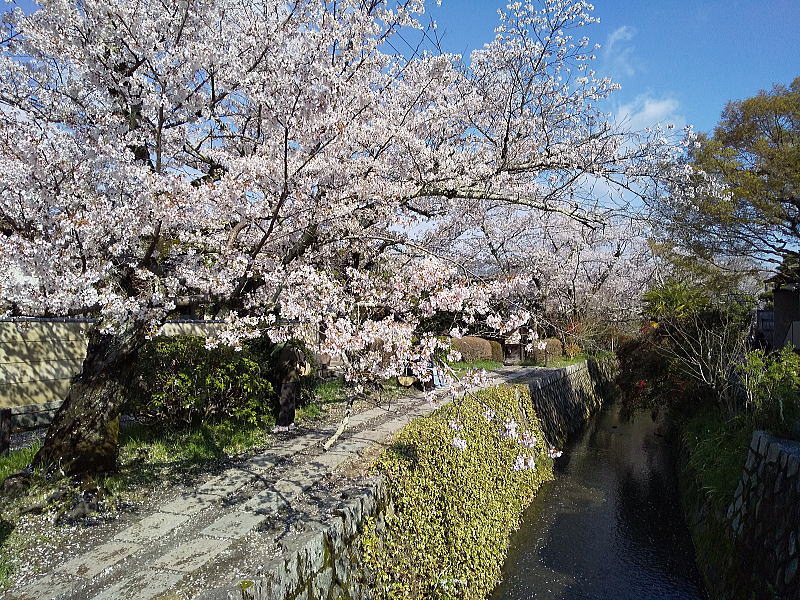 哲学の道 桜2026 / 京都観光旅行ガイド
