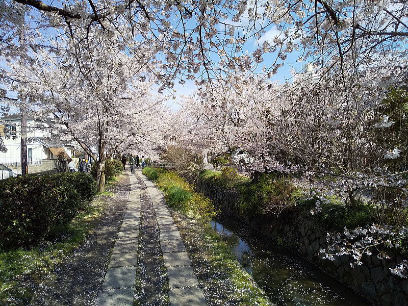 哲学の道 桜2026 / 京都観光旅行ガイド