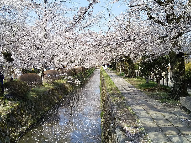 哲学の道 桜2026 / 京都観光旅行ガイド