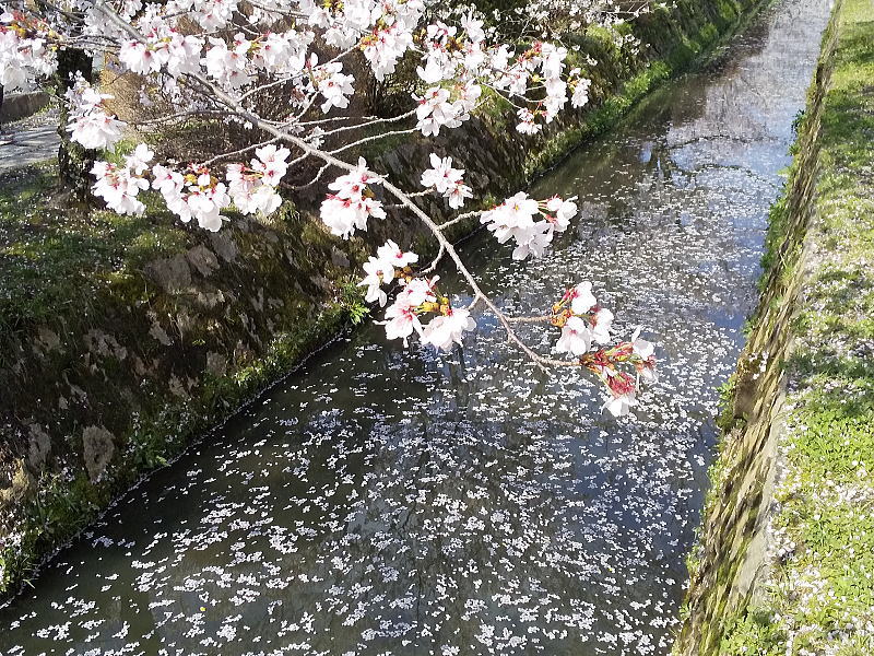 哲学の道 桜2026 / 京都観光旅行ガイド