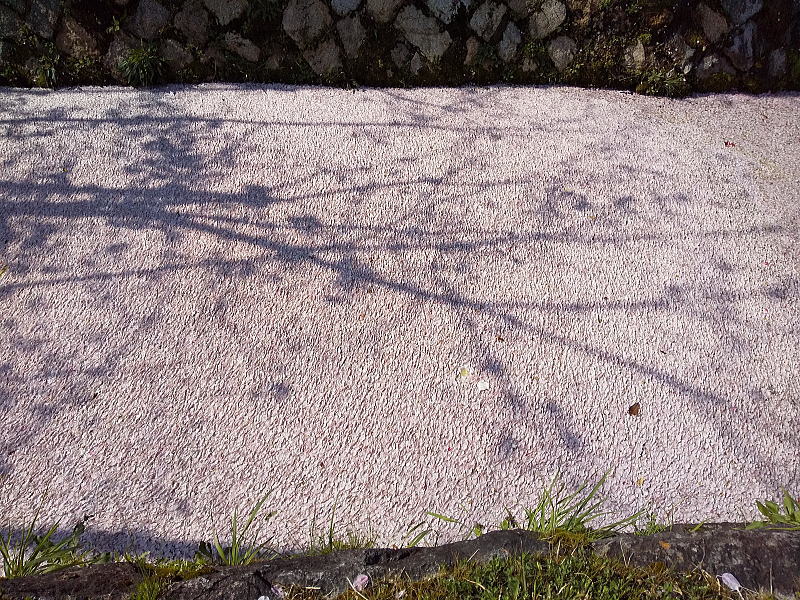 哲学の道 桜2026 / 京都観光旅行ガイド