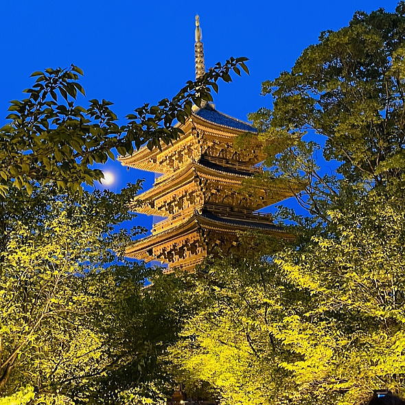 東寺 新緑のライトアップ・夜間拝観 / 京都観光旅行ガイド