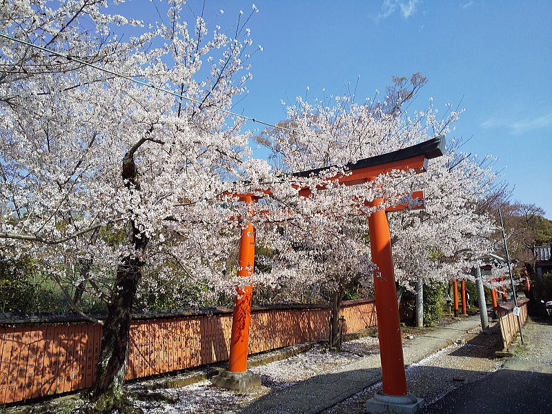 竹中稲荷神社 桜 / 京都観光旅行ガイド