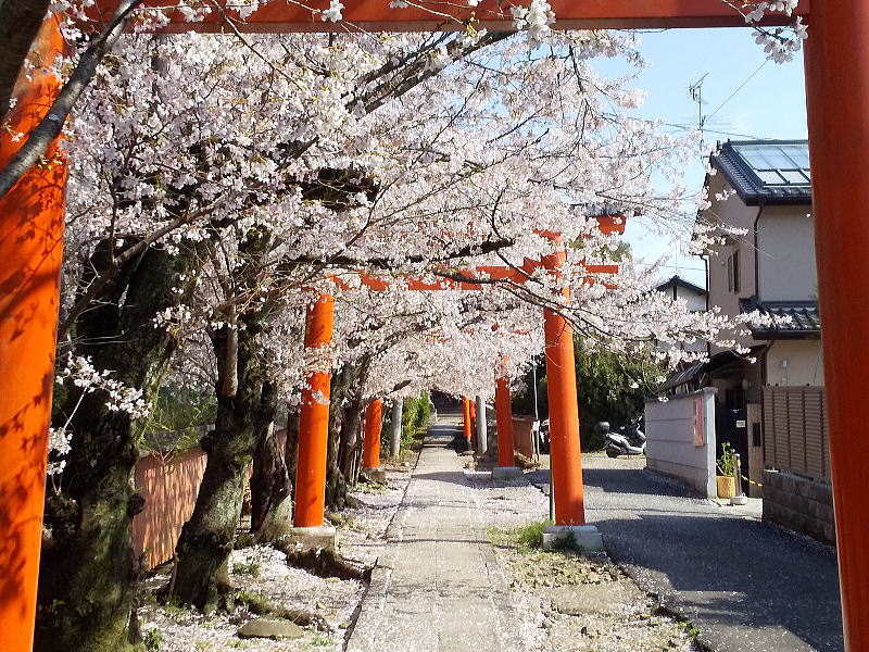 竹中稲荷神社 桜 / 京都観光旅行ガイド
