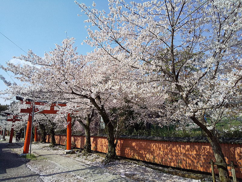 竹中稲荷神社 桜 / 京都観光旅行ガイド