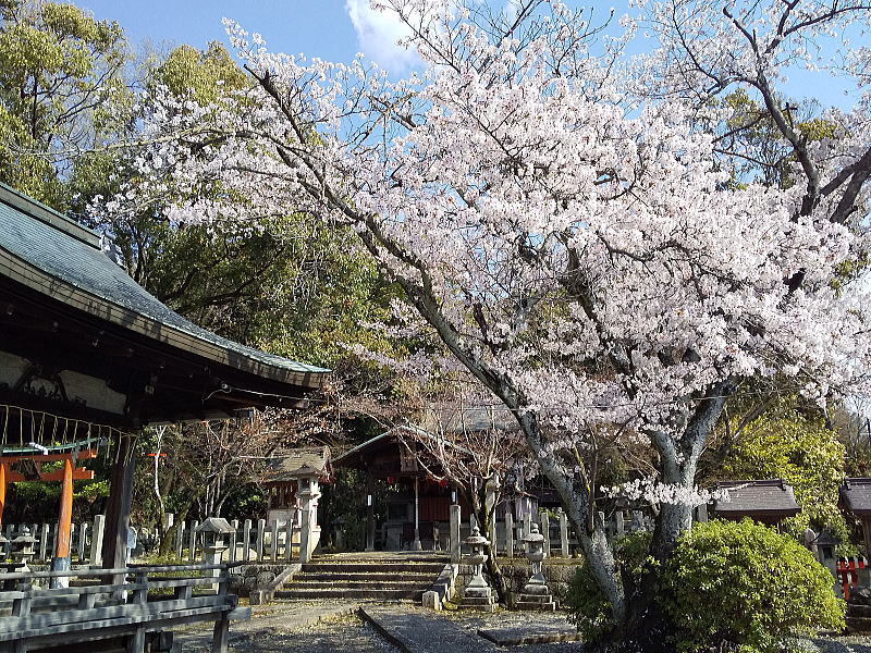 竹中稲荷神社 桜 / 京都観光旅行ガイド