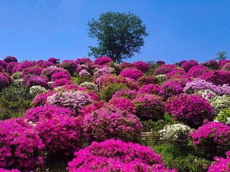 蹴上浄水場つつじ公開 / 京都観光旅行ガイド