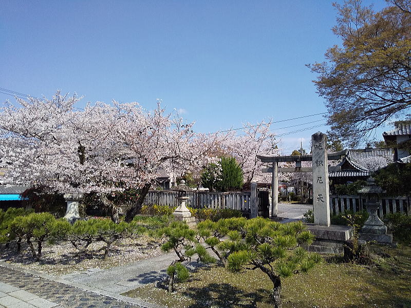 吒枳尼天の桜 / 京都観光旅行ガイド