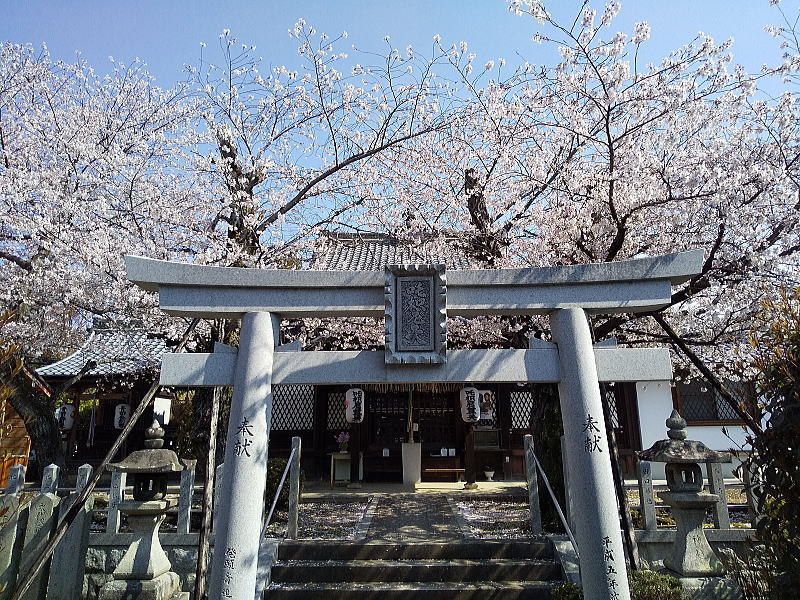 吒枳尼天の桜 / 京都観光旅行ガイド