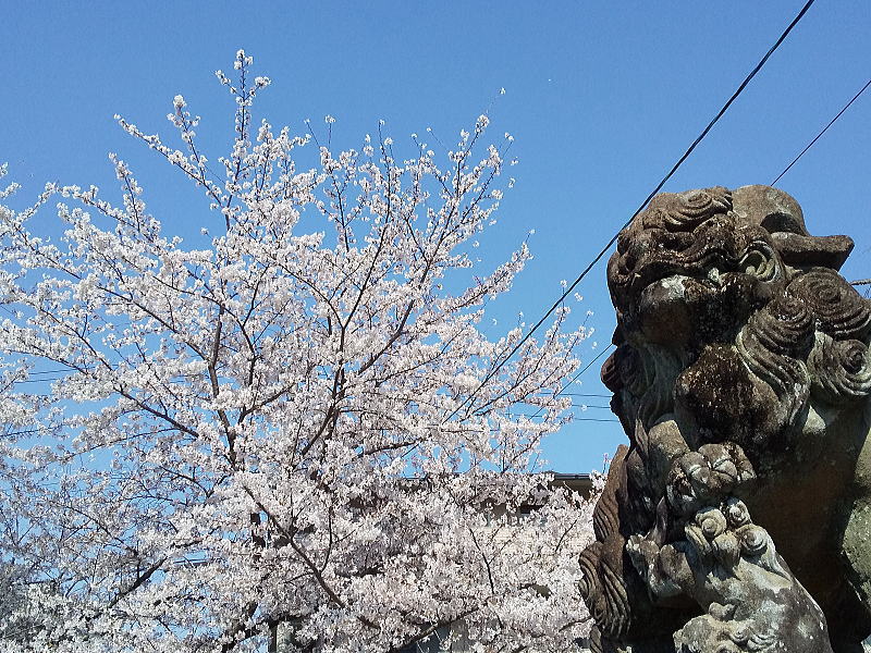 吒枳尼天の桜 / 京都観光旅行ガイド