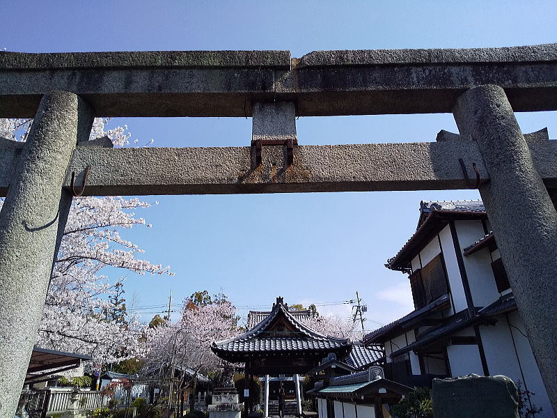 吒枳尼天の桜 / 京都観光旅行ガイド