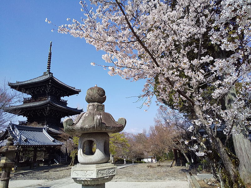 真如堂の桜 / 京都観光旅行ガイド