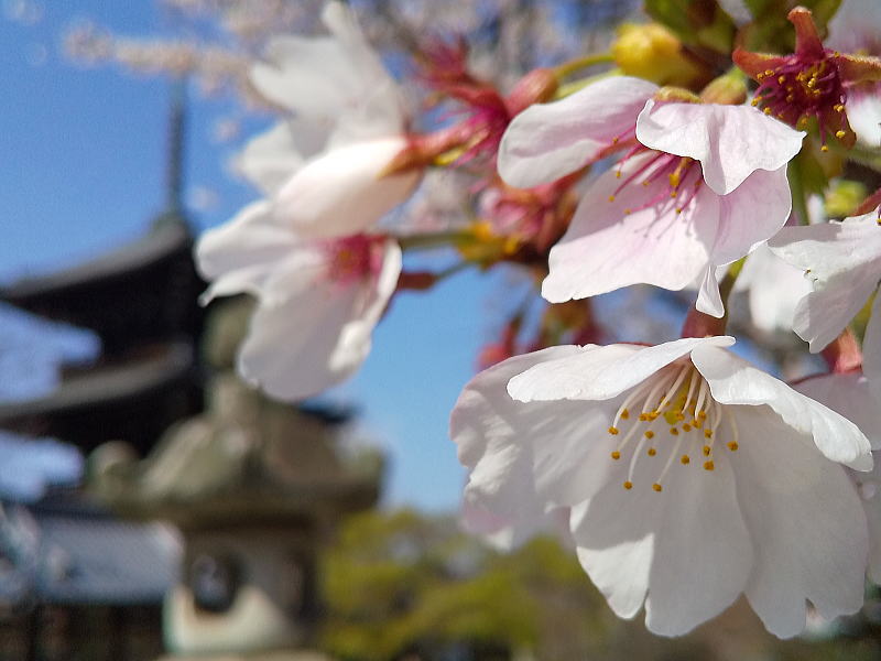 真如堂の桜 / 京都観光旅行ガイド