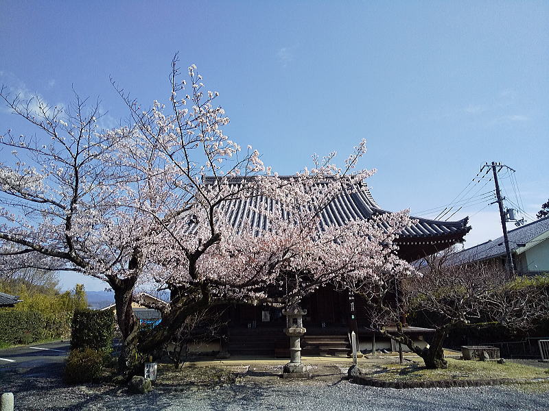 真如堂の桜 / 京都観光旅行ガイド