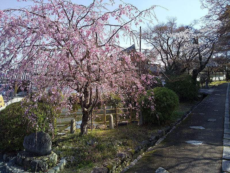 真如堂の桜 / 京都観光旅行ガイド
