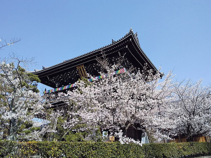 金戒光明寺 桜 / 京都観光旅行ガイド