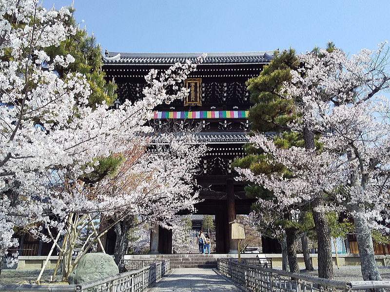 金戒光明寺 桜 / 京都観光旅行ガイド