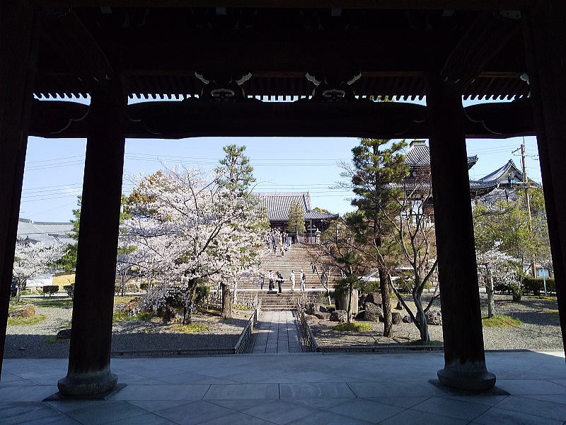金戒光明寺 桜 / 京都観光旅行ガイド