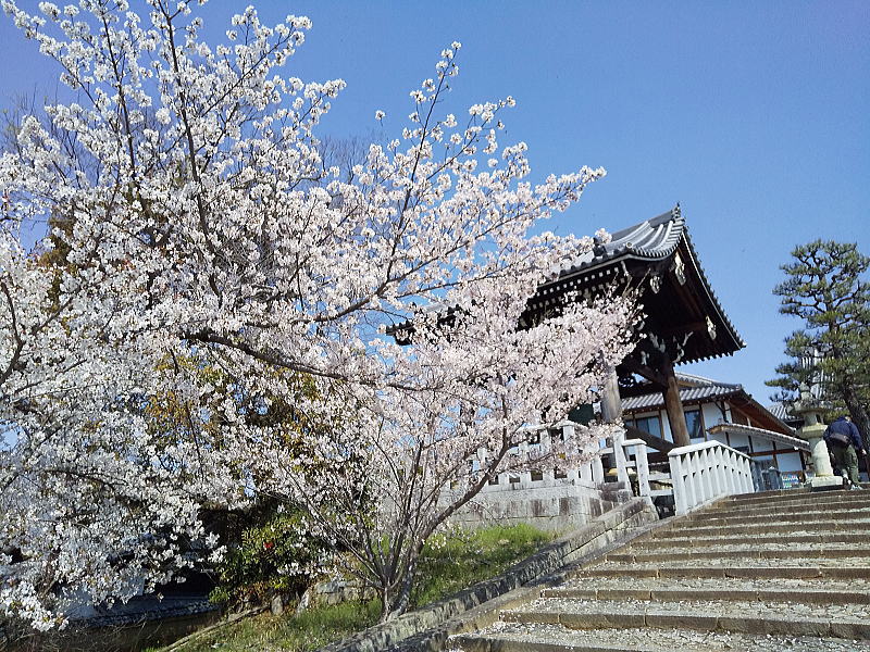 金戒光明寺 桜 / 京都観光旅行ガイド