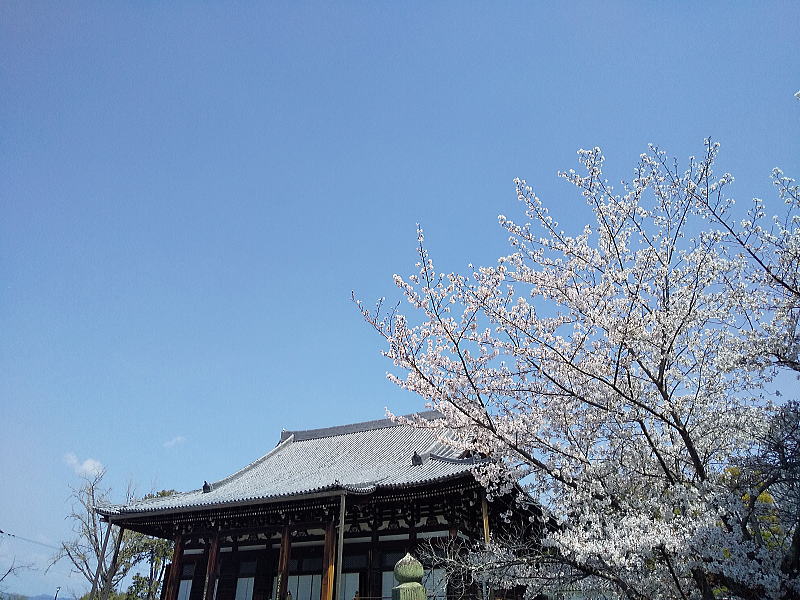金戒光明寺 桜 / 京都観光旅行ガイド