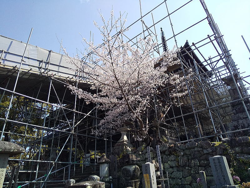 金戒光明寺 桜 / 京都観光旅行ガイド