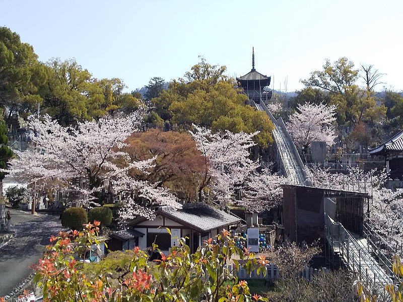 金戒光明寺 桜 / 京都観光旅行ガイド