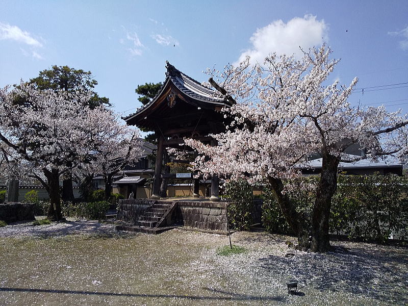 妙顕寺 桜 / 京都観光旅行ガイド