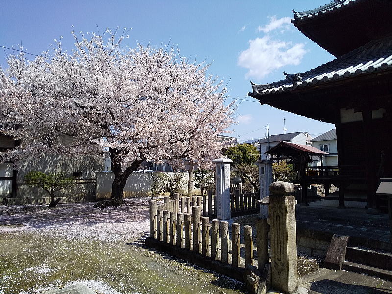 妙顕寺 桜 / 京都観光旅行ガイド