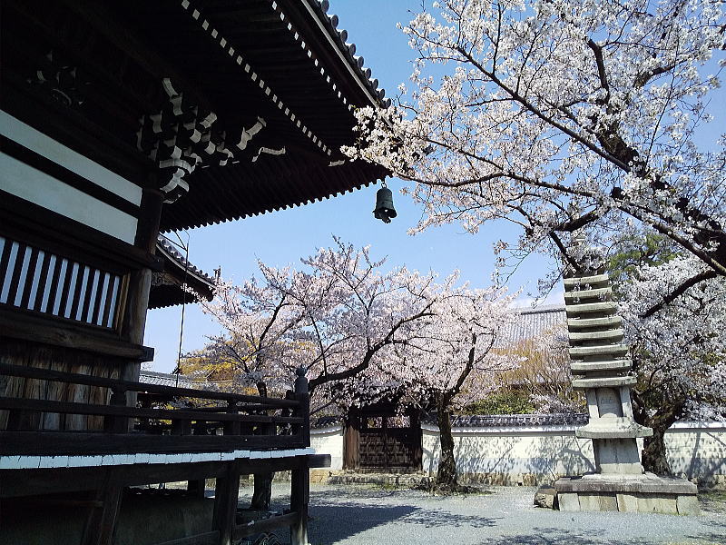 妙顕寺 桜 / 京都観光旅行ガイド