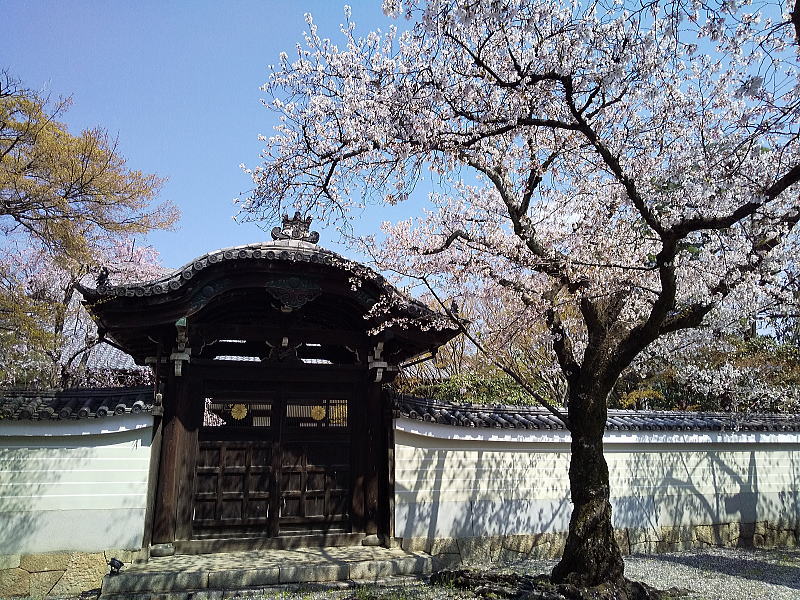 妙顕寺 桜 / 京都観光旅行ガイド