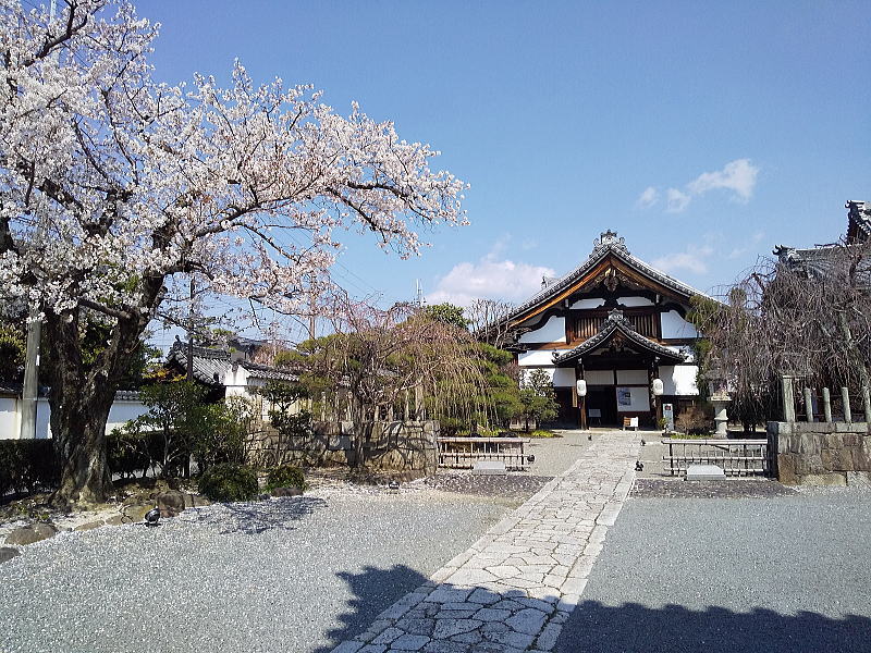 妙顕寺 桜 / 京都観光旅行ガイド