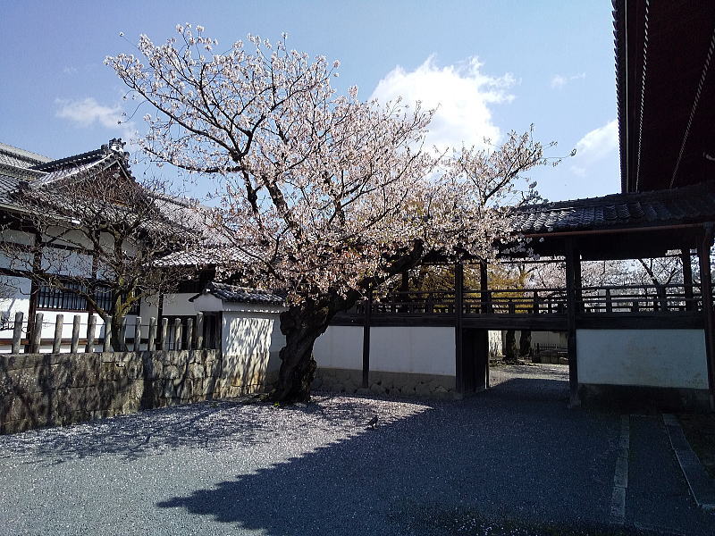 妙顕寺 桜 / 京都観光旅行ガイド