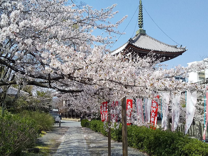 本法寺 桜の多宝塔と参道 / 京都観光旅行ガイド