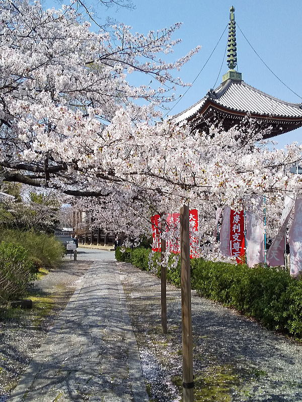 本法寺 桜の多宝塔と参道 / 京都観光旅行ガイド