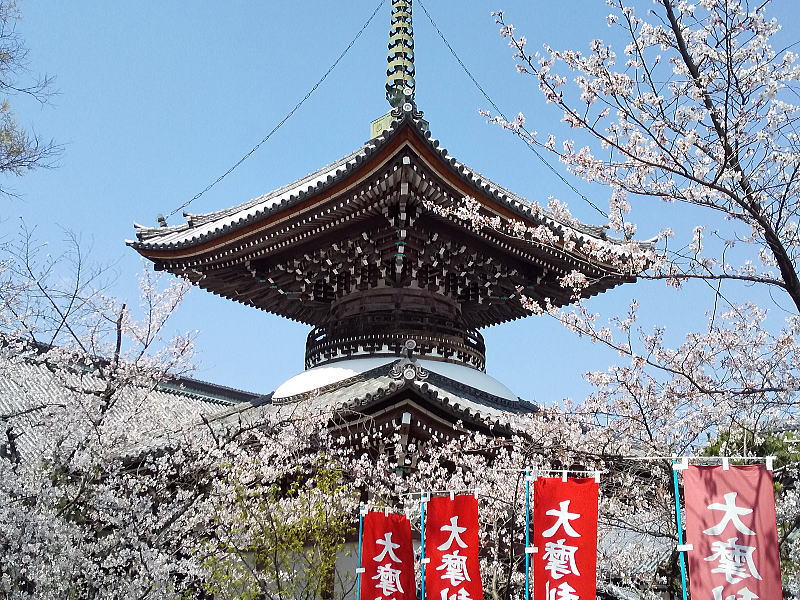 本法寺 多宝塔と桜 / 京都観光旅行ガイド