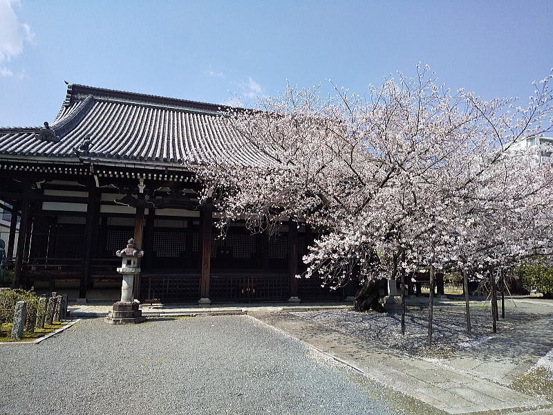 本法寺 本堂前の桜 / 京都観光旅行ガイド