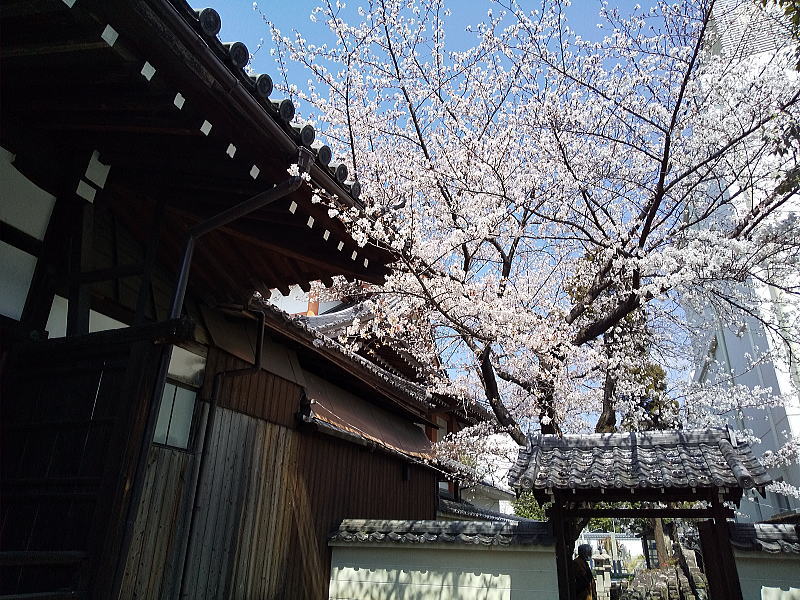 本法寺 墓地の桜 / 京都観光旅行ガイド