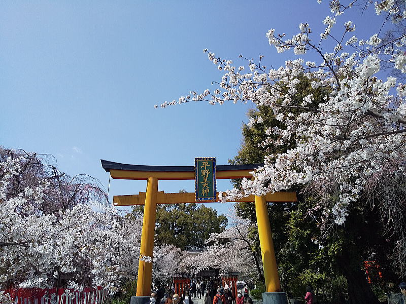 平野神社 桜2026 / 京都観光旅行ガイド