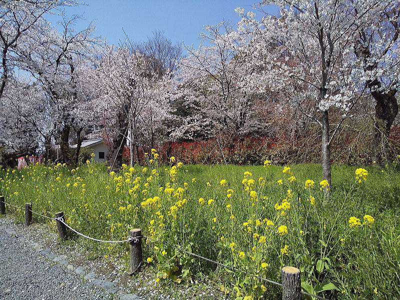 平野神社 桜苑2026 / 京都観光旅行ガイド