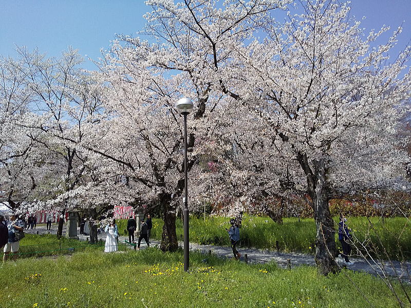 平野神社 桜苑2026 / 京都観光旅行ガイド