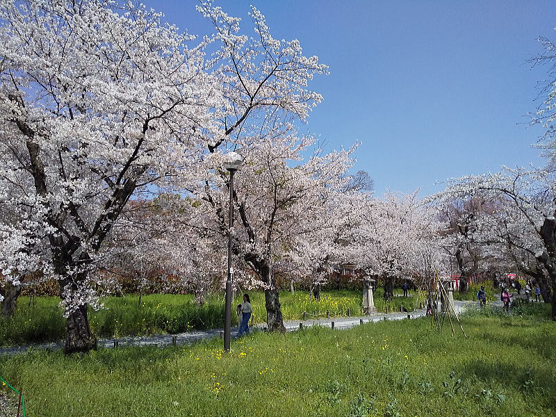 平野神社 桜苑2026 / 京都観光旅行ガイド