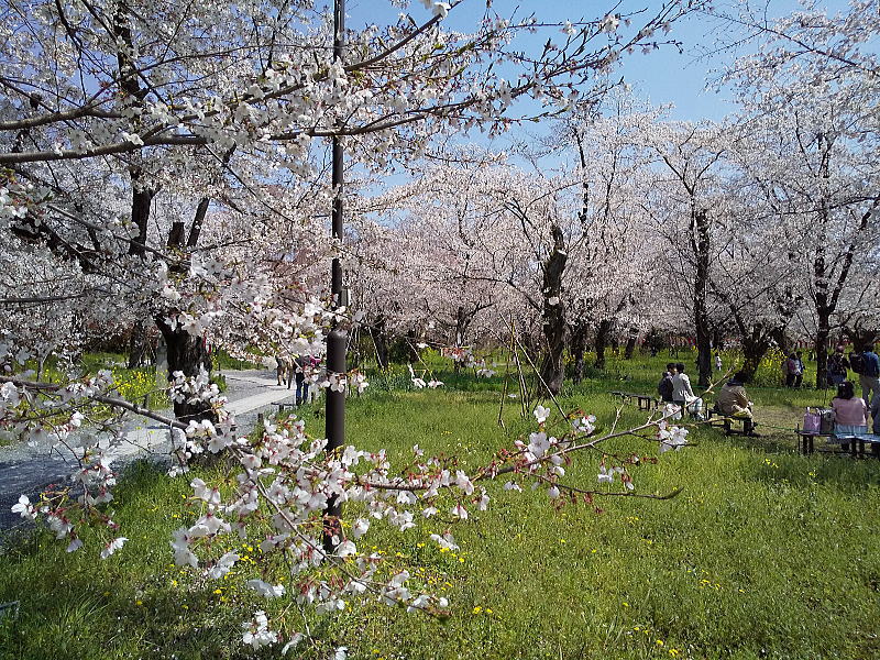 平野神社 桜苑2026 / 京都観光旅行ガイド