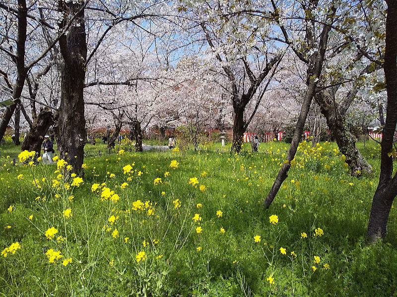 平野神社 桜苑2026 / 京都観光旅行ガイド