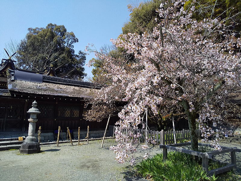 平野神社 境内の桜2026 / 京都観光旅行ガイド