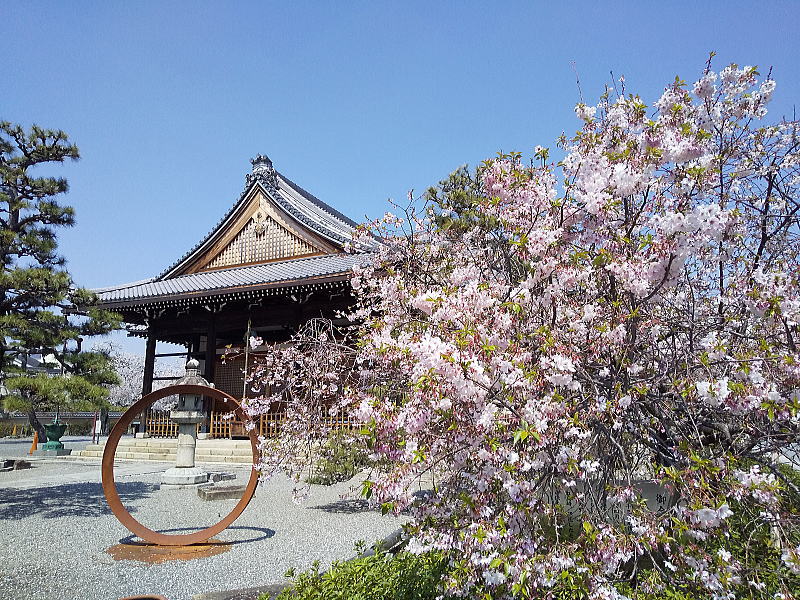 妙蓮寺 御会式桜(おえしきざくら) / 京都観光旅行ガイド