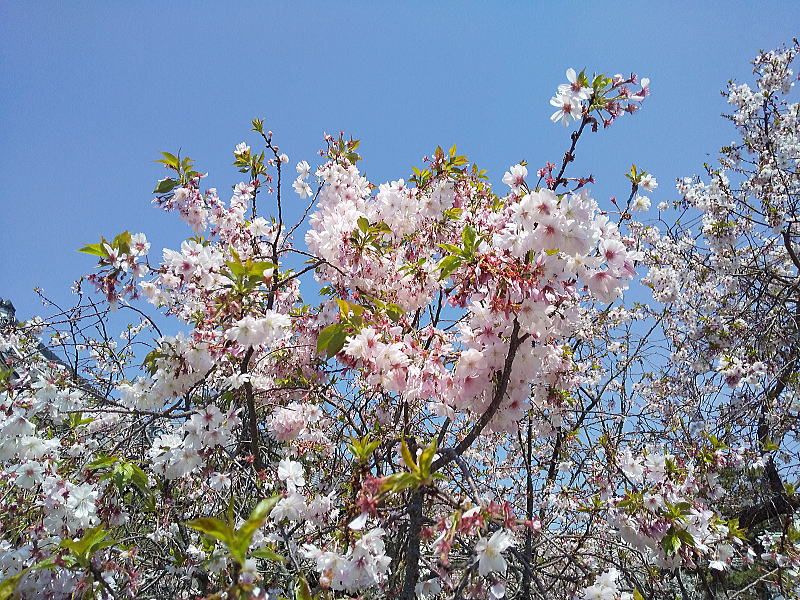 妙蓮寺 御会式桜(おえしきざくら) / 京都観光旅行ガイド
