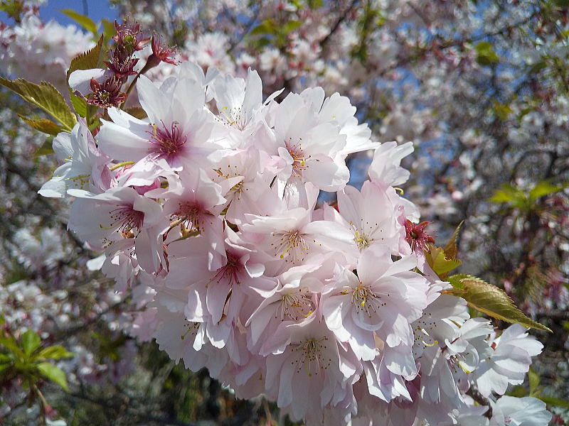 妙蓮寺 御会式桜(おえしきざくら) / 京都観光旅行ガイド