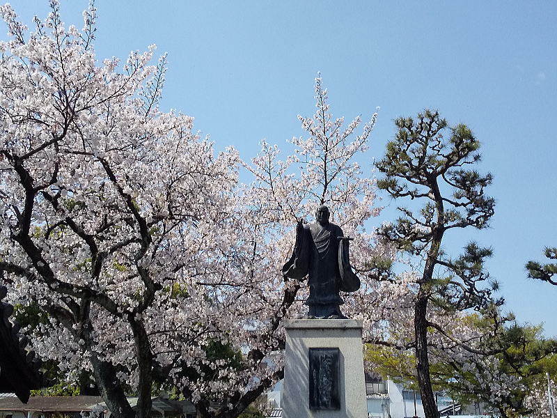 妙蓮寺 桜 / 京都観光旅行ガイド