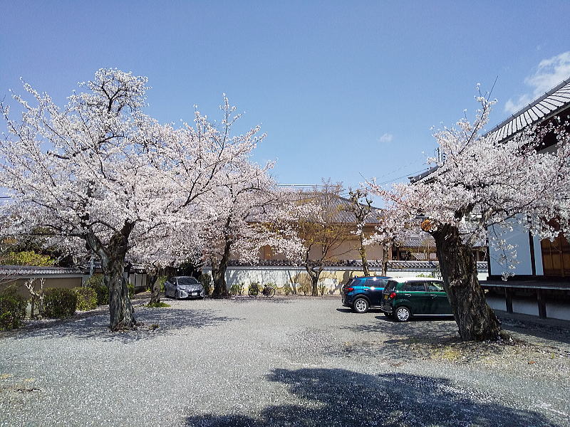妙蓮寺 桜 / 京都観光旅行ガイド